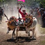 Balap Kerbau Di Filipina