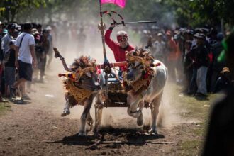 Balap Kerbau Di Filipina